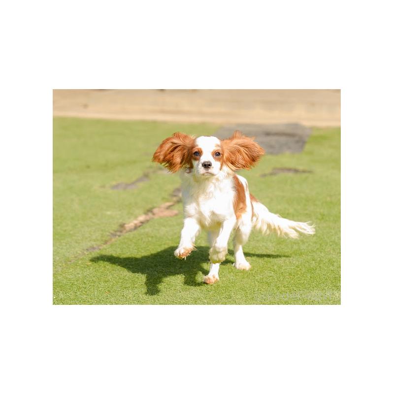 販売中の岡山県のキャバリアキングチャールズスパニエル-407528の5枚目