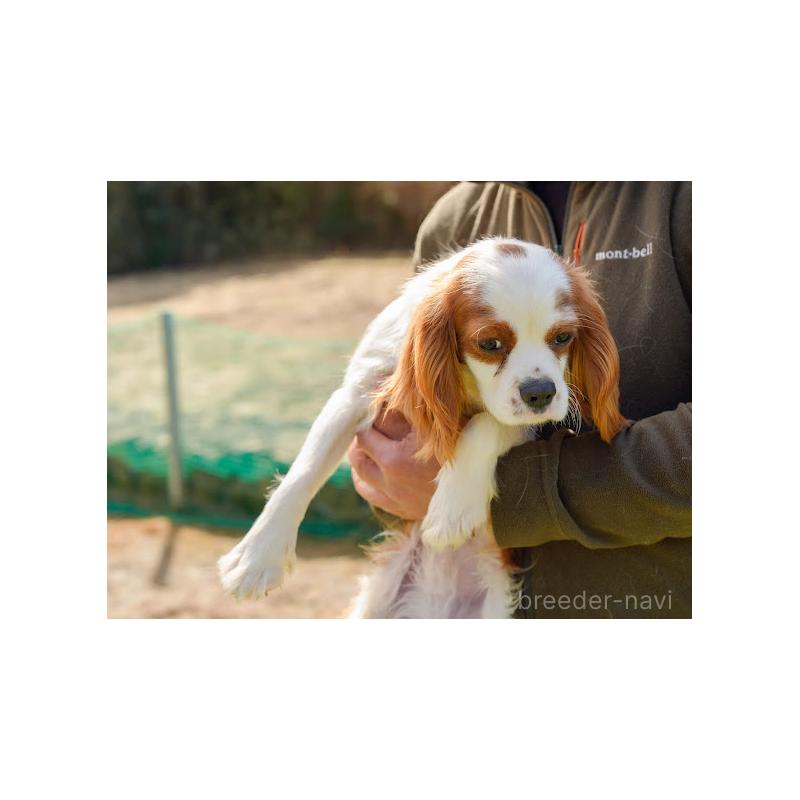 販売中の岡山県のキャバリアキングチャールズスパニエル-407528の4枚目