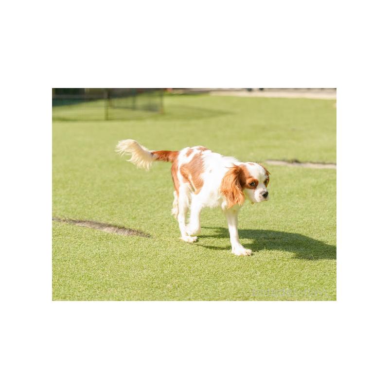 販売中の岡山県のキャバリアキングチャールズスパニエル-407528の3枚目