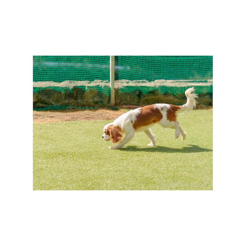 販売中の岡山県のキャバリアキングチャールズスパニエル-407528の2枚目