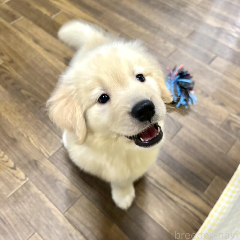 犬舎紹介の栃木県の犬舎紹介-3329の3枚目