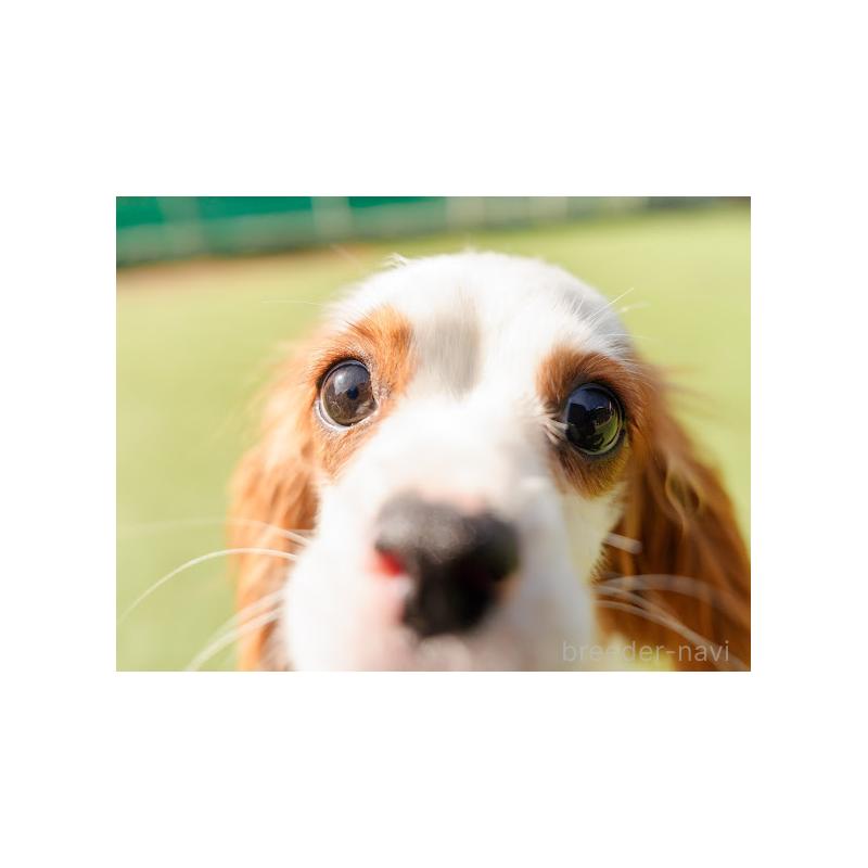販売中の岡山県のキャバリアキングチャールズスパニエル-414850の2枚目
