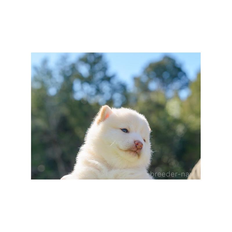 販売中の岡山県の豆柴-446289の4枚目