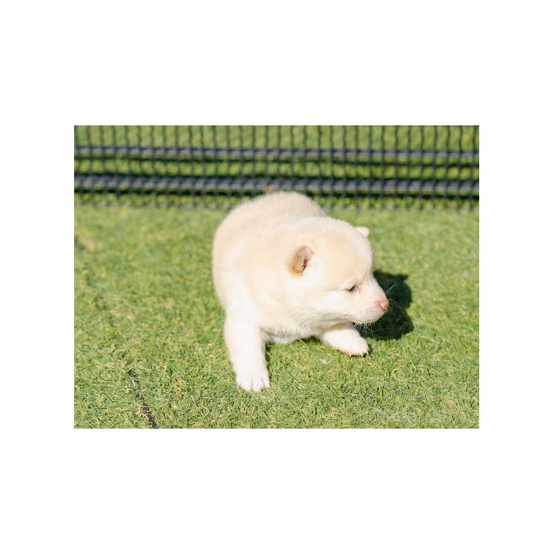 販売中の岡山県の豆柴-446289の3枚目