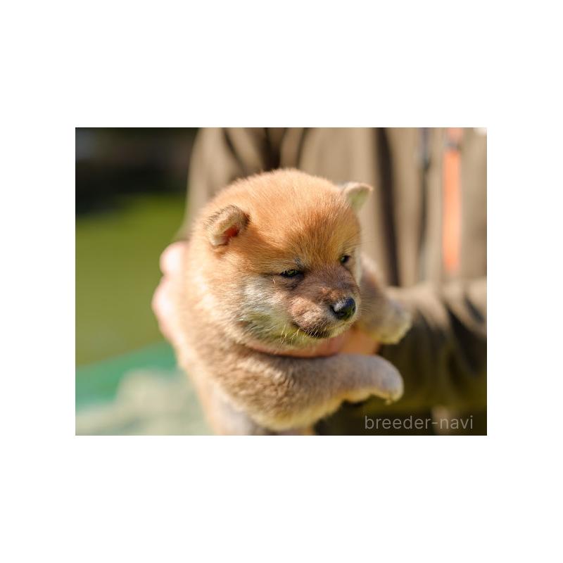 成約済の岡山県の豆柴-446290の4枚目