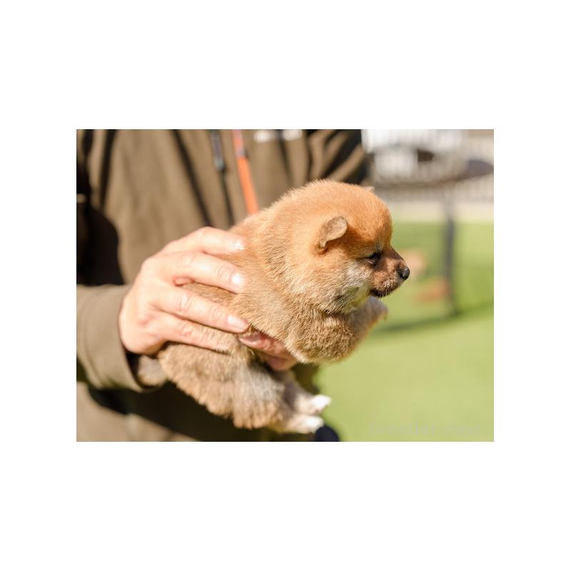 成約済の岡山県の豆柴-446290の3枚目