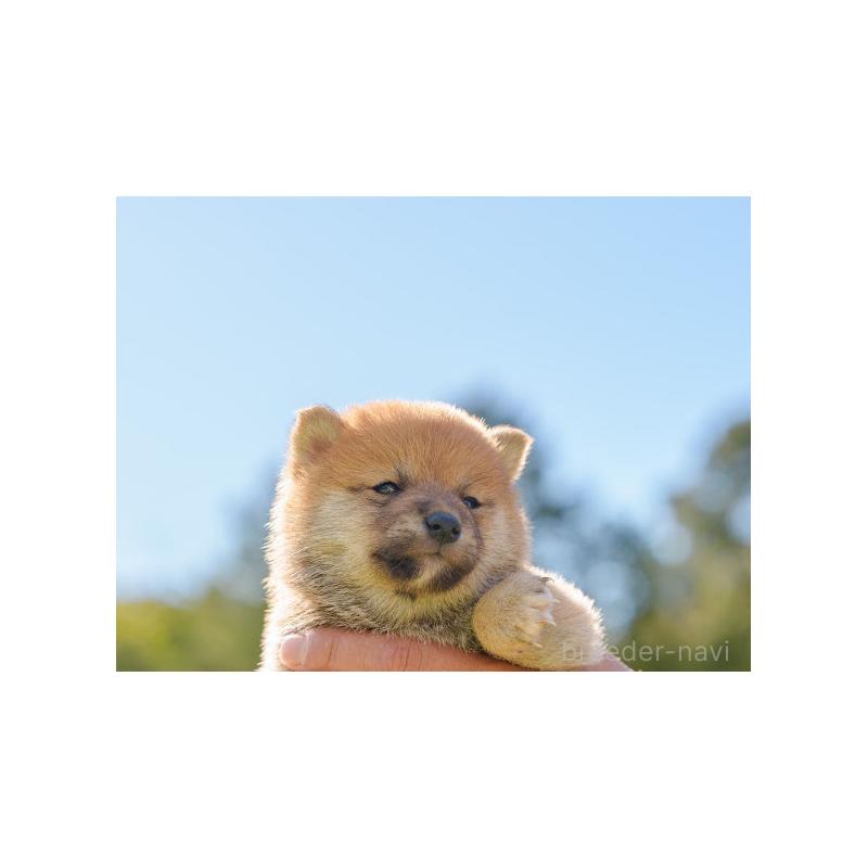 成約済の岡山県の豆柴-446290の2枚目