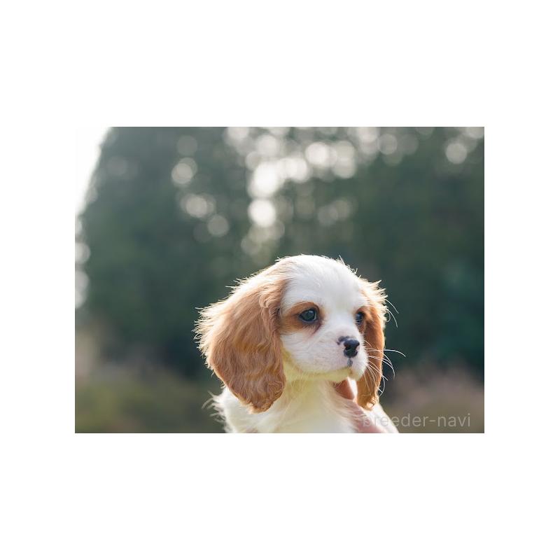 販売中の岡山県のキャバリアキングチャールズスパニエル-441489の3枚目