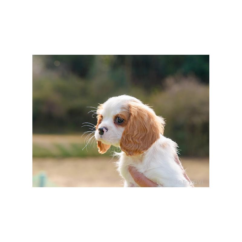 販売中の岡山県のキャバリアキングチャールズスパニエル-441489の2枚目