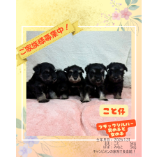 ♀︎ミニチュアシュナウザー