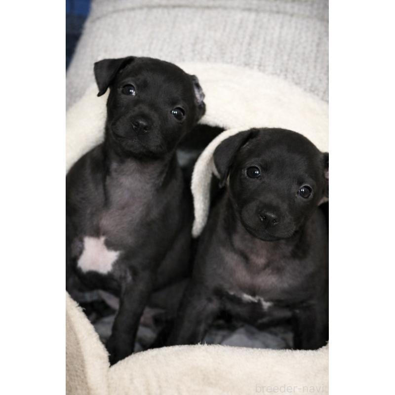 販売中の栃木県のイタリアングレーハウンド(イタグレ)-445244の17枚目