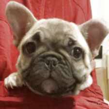 ♀︎フレンチブルドッグ