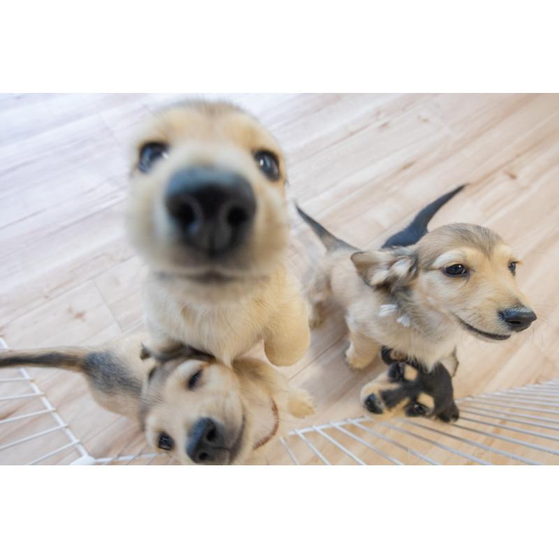 販売中の静岡県のカニンヘンダックスフンド(ロングヘアード)-424548の17枚目