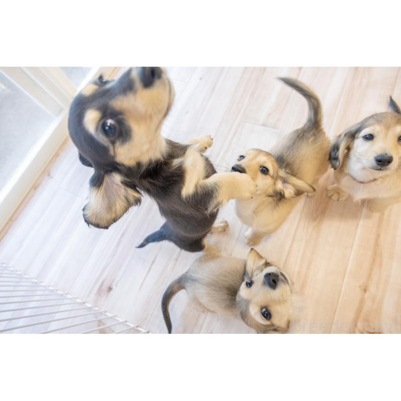 販売中の静岡県のカニンヘンダックスフンド(ロングヘアード)-424548の14枚目