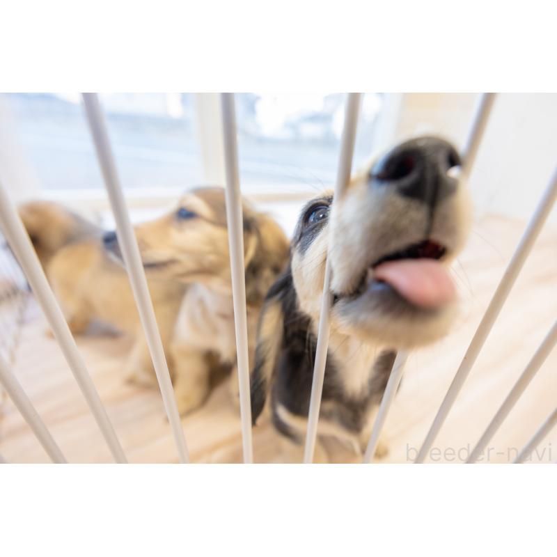 販売中の静岡県のカニンヘンダックスフンド(ロングヘアード)-424548の11枚目