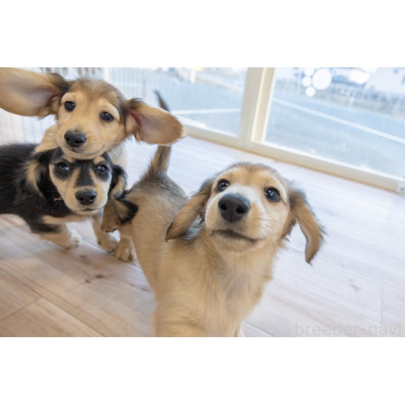 販売中の静岡県のカニンヘンダックスフンド(ロングヘアード)-424549の18枚目