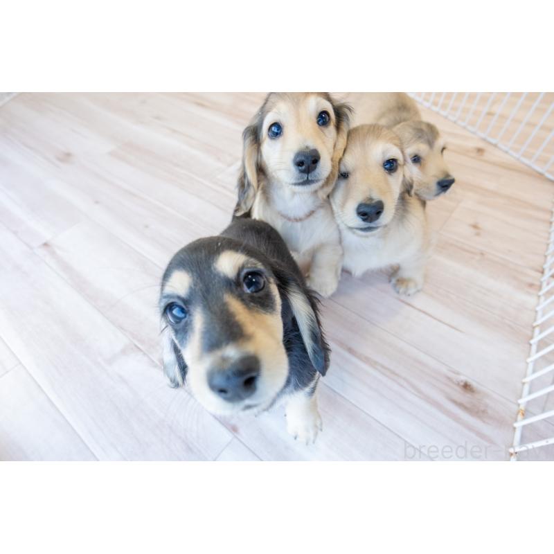 販売中の静岡県のカニンヘンダックスフンド(ロングヘアード)-424549の16枚目