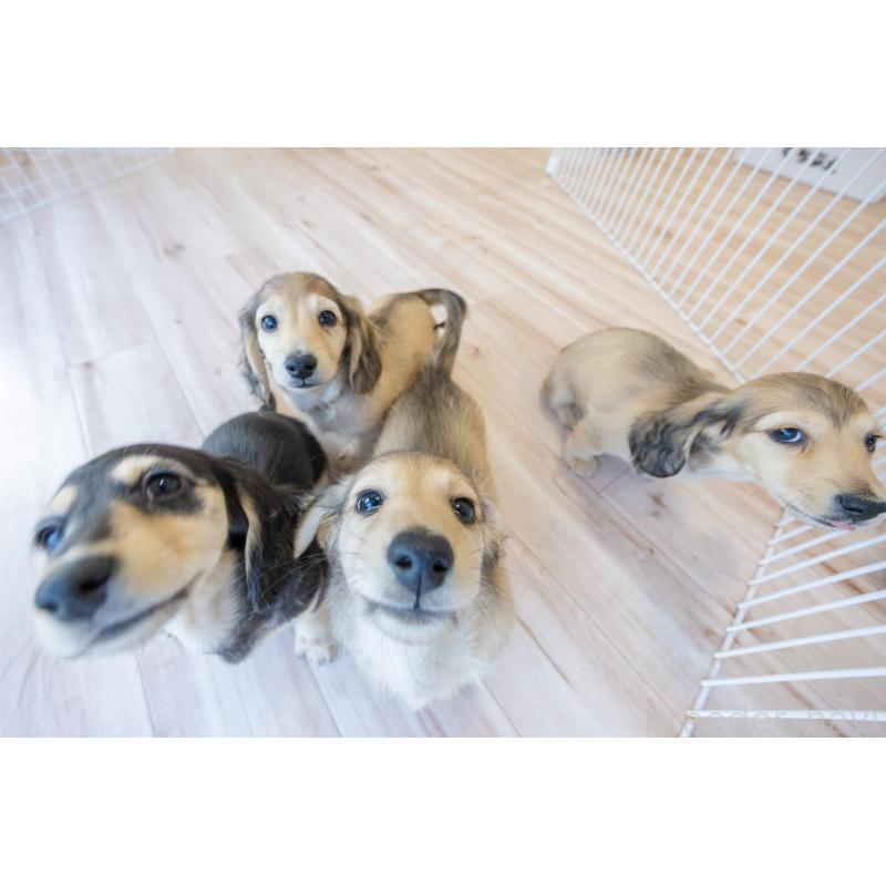 販売中の静岡県のカニンヘンダックスフンド(ロングヘアード)-424549の15枚目