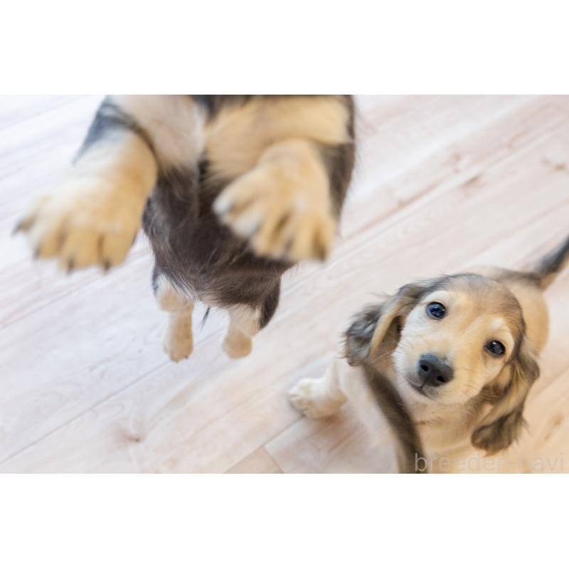 販売中の静岡県のカニンヘンダックスフンド(ロングヘアード)-424549の13枚目