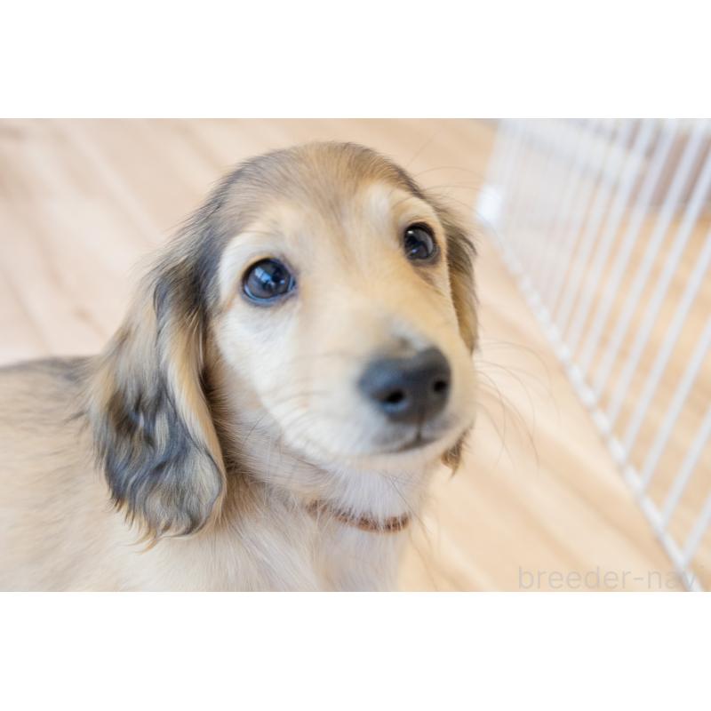 販売中の静岡県のカニンヘンダックスフンド(ロングヘアード)-424549の12枚目