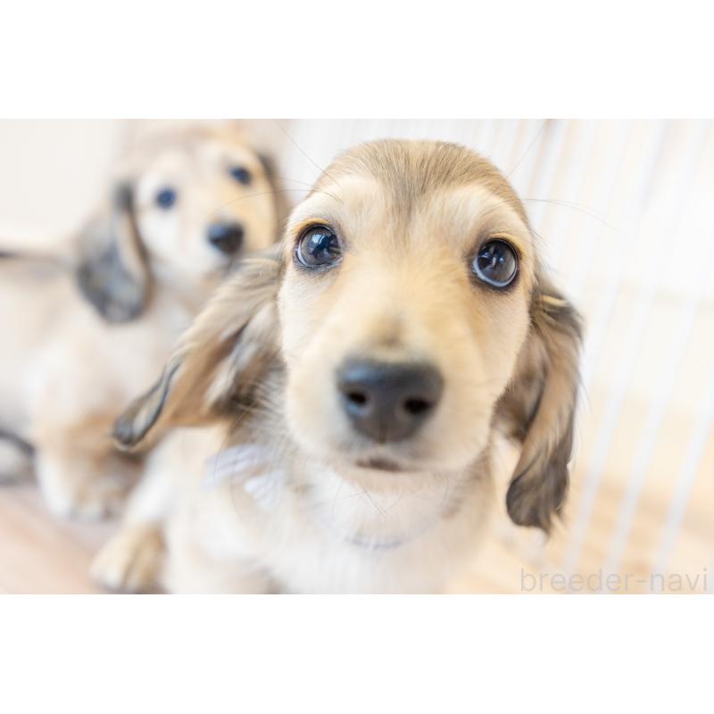 販売中の静岡県のカニンヘンダックスフンド(ロングヘアード)-424549の11枚目