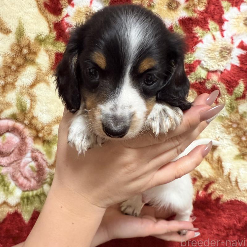 販売中の福岡県のミニチュアダックスフンド(ロングヘアード)-446828の4枚目