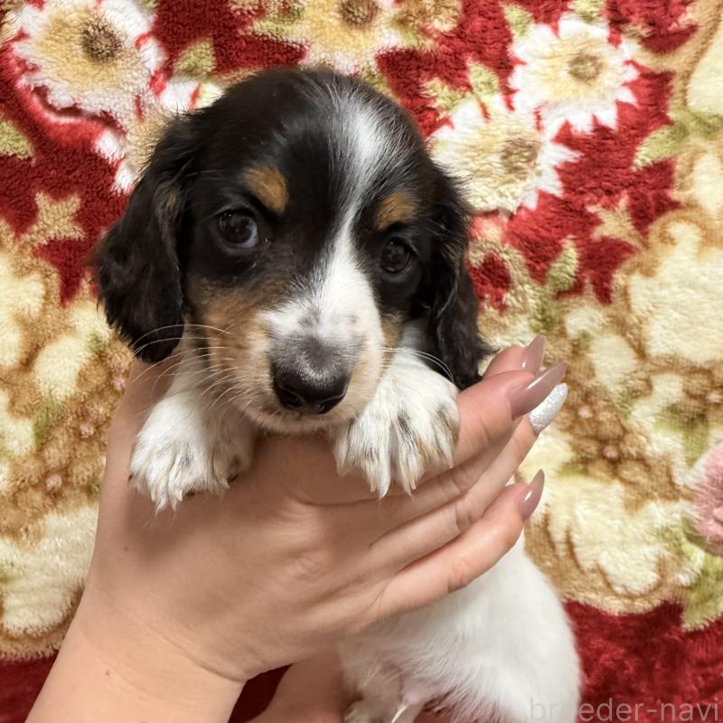 販売中の福岡県のミニチュアダックスフンド(ロングヘアード)-446828の3枚目