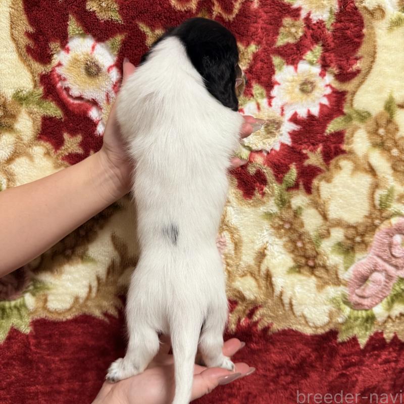 販売中の福岡県のミニチュアダックスフンド(ロングヘアード)-446828の2枚目