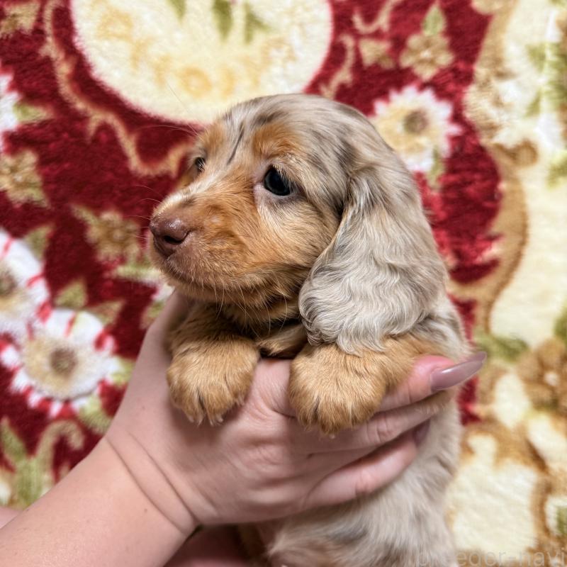 商談中の福岡県のミニチュアダックスフンド(ロングヘアード)-447132の4枚目