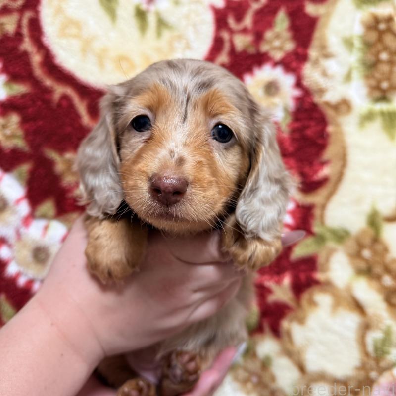 商談中の福岡県のミニチュアダックスフンド(ロングヘアード)-447132の3枚目