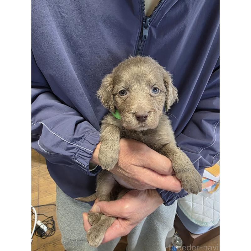 成約済の静岡県のワイマラナー-446538の2枚目