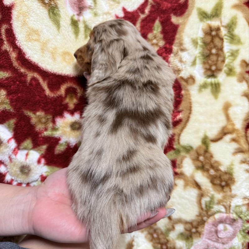 商談中の福岡県のミニチュアダックスフンド(ロングヘアード)-447132の2枚目