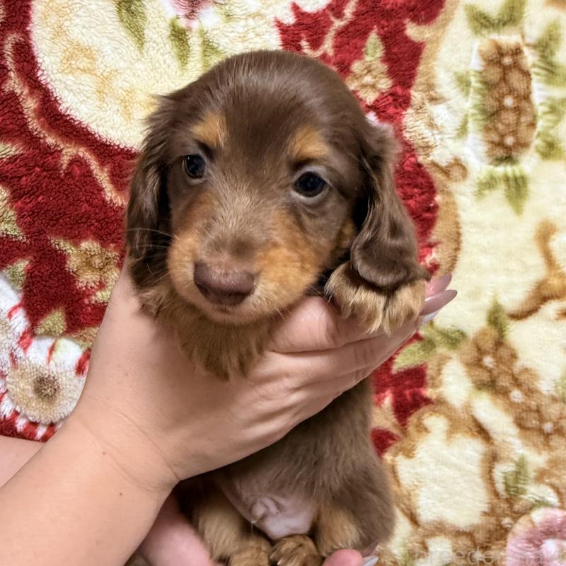 販売中の福岡県のミニチュアダックスフンド(ロングヘアード)-447135の4枚目