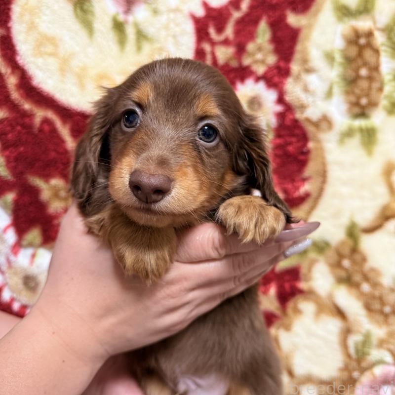 販売中の福岡県のミニチュアダックスフンド(ロングヘアード)-447135の3枚目