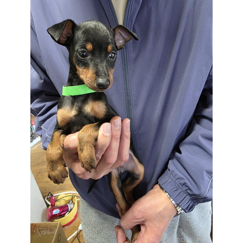 販売中の静岡県のトイマンチェスターテリア-446531の4枚目