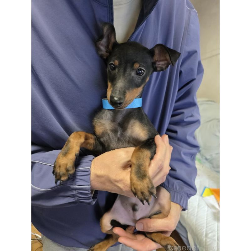 販売中の静岡県のトイマンチェスターテリア-432681の2枚目