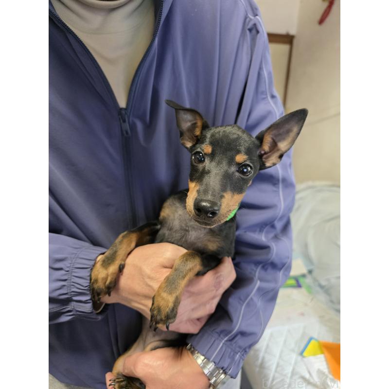 販売中の静岡県のトイマンチェスターテリア-432677の2枚目