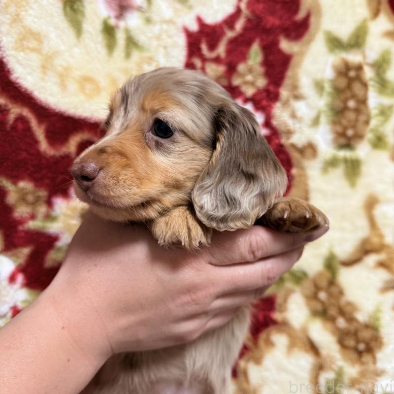 販売中の福岡県のミニチュアダックスフンド(ロングヘアード)-446849の5枚目