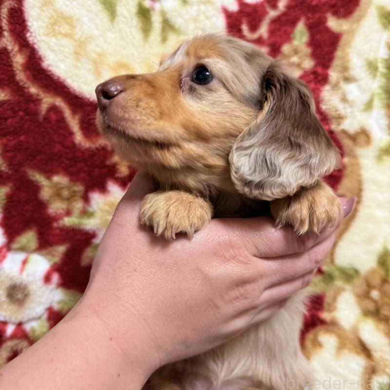 販売中の福岡県のミニチュアダックスフンド(ロングヘアード)-446849の4枚目