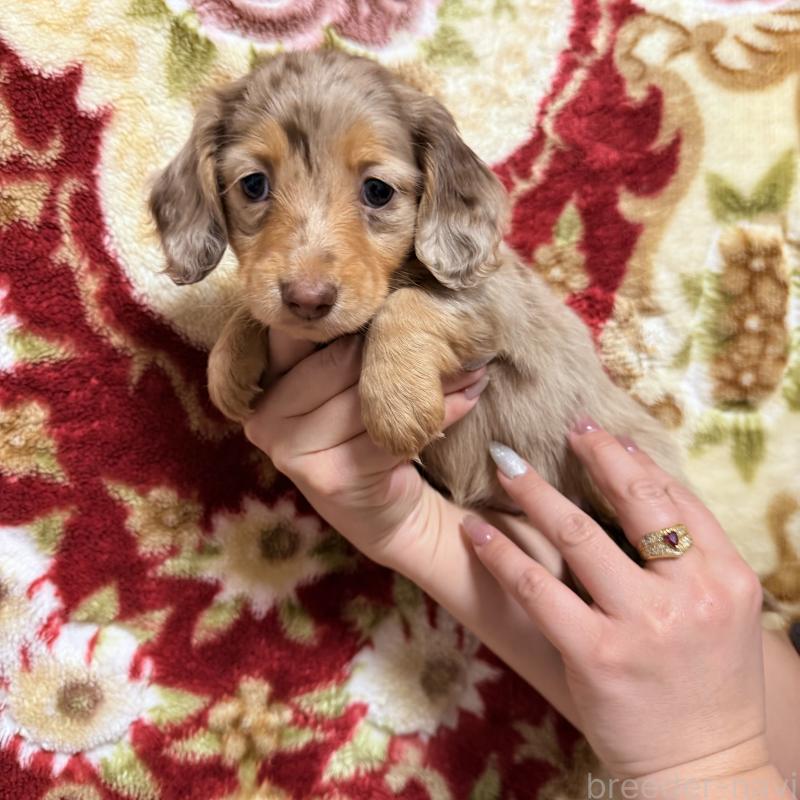 販売中の福岡県のミニチュアダックスフンド(ロングヘアード)-446849の3枚目