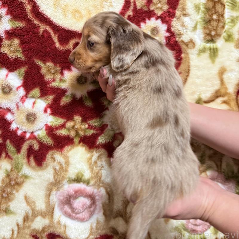 販売中の福岡県のミニチュアダックスフンド(ロングヘアード)-446849の2枚目