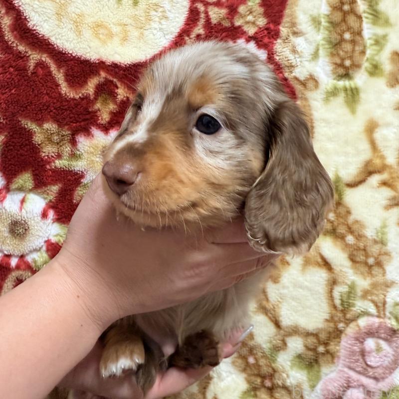 販売中の福岡県のミニチュアダックスフンド(ロングヘアード)-447133の5枚目