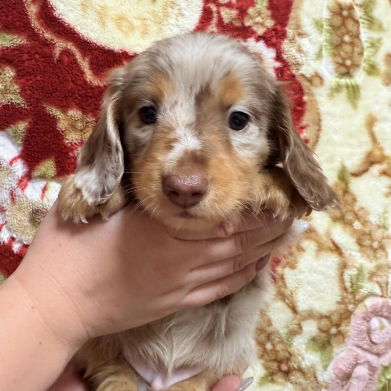 販売中の福岡県のミニチュアダックスフンド(ロングヘアード)-447133の4枚目