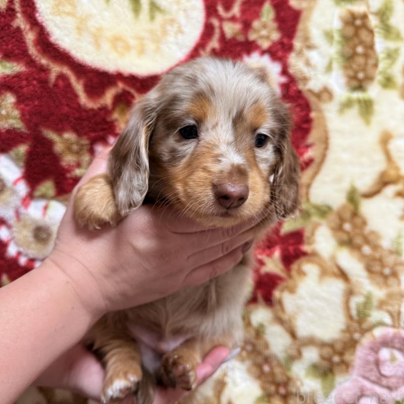 販売中の福岡県のミニチュアダックスフンド(ロングヘアード)-447133の3枚目