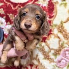 ♀︎ミニチュアダックスフンド(ロングヘアード)