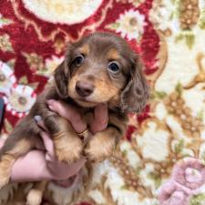 ♀︎ミニチュアダックスフンド(ロングヘアード)