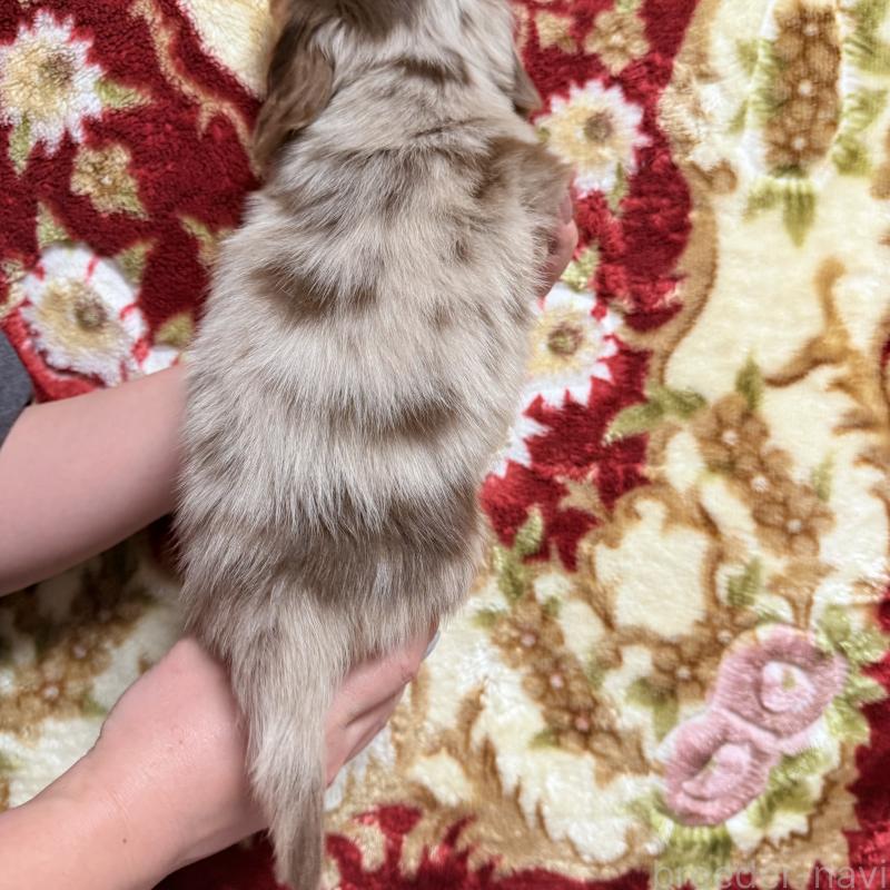 販売中の福岡県のミニチュアダックスフンド(ロングヘアード)-447133の2枚目