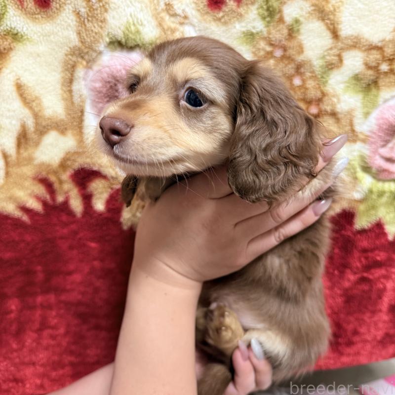 販売中の福岡県のカニンヘンダックスフンド(ロングヘアード)-446846の3枚目