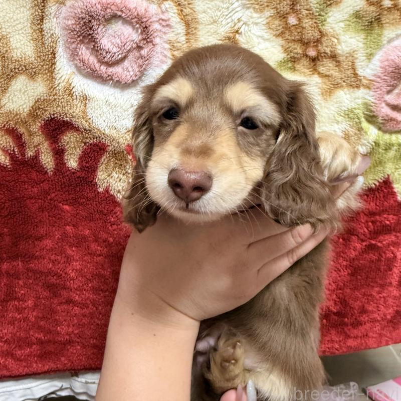 販売中の福岡県のカニンヘンダックスフンド(ロングヘアード)-446846の2枚目