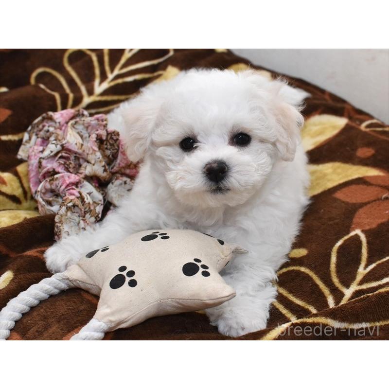 犬舎紹介の愛知県の犬舎紹介-1692の2枚目